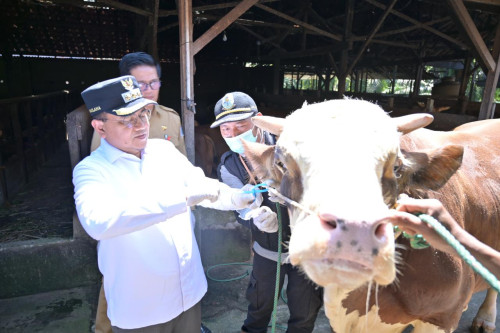 cover Jelang Idul Adha, 42 Petugas Diterjunkan, Pemkot Jambi Kawal Ketat Pemeriksaan 4.300 Hewan Kurban