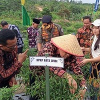 cover Panen Perdana Gerakan Payo Menanam Cabai, Wali Kota Jambi Harap Inflasi Tak Lagi Tinggi