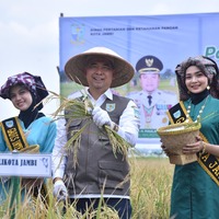 cover Upaya Pengendalian Inflasi, Fasha Panen Perdana Padi Sawah