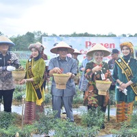 cover Langkah Kongkrit, Pj Wali Kota Jambi Panen Cabe Merah Siaga Inflasi