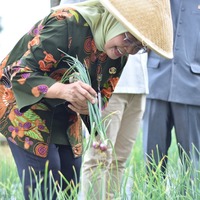 cover Langkah Kongkrit, Pj Wali Kota Jambi Panen Cabe Merah Siaga Inflasi