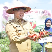 cover Langkah Kongkrit Kendalikan Inflasi, Fasha Panen Serentak Cabai di 4 Titik Lokasi