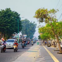cover Oase Tengah Kota, Pohon Tabebuya Soemantri Merekah Dimusim Kemarau