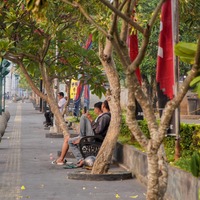 cover Oase Tengah Kota, Pohon Tabebuya Soemantri Merekah Dimusim Kemarau